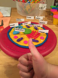 We did not find results for: 7th Grade Science Project 3d Animal Cell Made With Play Doh Animal Cell Project Cells Project Animal Cells Model