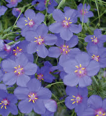 Image result for Anagallis barbata