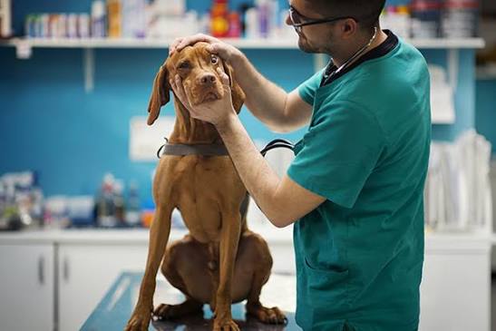 Specialty, primary veterinarians navigate evolving relationship as demand  continues to grow | American Veterinary Medical Association