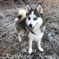 Black And White Pomsky Full Grown Full Grown Pomskies Katiebrooke Kennels Pomsky Specialists Pomsky Full Grown Pomsky Pomsky Dog