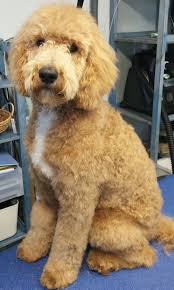 Types Of Goldendoodle Haircuts Google Search Goldendoodle Haircuts Goldendoodle Grooming Goldendoodle