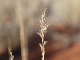 Image result for Schmidtia pappophoroides