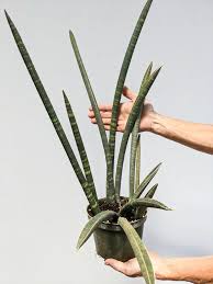 Image result for Ficus fischeri