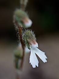 Image result for Zeuxine elongata