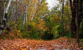 Image result for nature walk