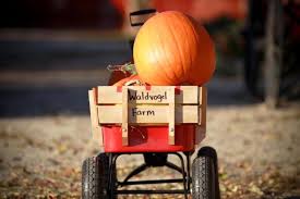 From restful nights near your flight to that prime spot in the city's heart, we've done our research to bring the best options to your fingertips. Wisconsin S Largest Pumpkin Farm Waldvogel S Farm