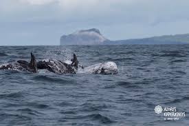 Image result for Warneckea walikalensis