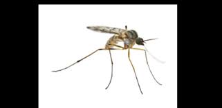 Our team of pest control specialists are active in the community and know the local trends that are most likely to impact your biggest asset — your home. Pest Control Allentown Pa Exterminator Allentown Fast Quotes