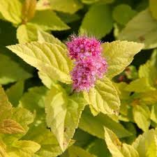 Image result for Spiraea billardii