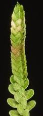 Image result for Selaginella chevalieri