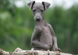 The igca is what is known in the dog world as. The Italian Greyhound Pet Keen