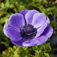 Image result for Anemone transvaalensis