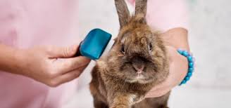 Although rabbits are small in comparison to cats and dogs and are a little less high maintenance, they should still be covered by a comprehensive insurance policy in case of accidents or injuries. How To Groom A Rabbit Exoticdirect