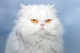 Persians are gentle, quiet cats who like a serene environment and people who treat them kindly. Persian Cats The Ultimate Guide To Their History Types Characteristics Temperament And Care Kitty Wise White Cat Breeds Cat Breeds Persian Cat White