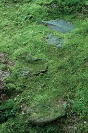 Moss is that green patch that shows up when moisture and shade mix. How To Use Moss In The Landscape