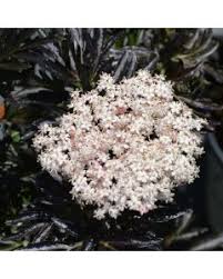 Image result for Gomphocarpus tomentosus