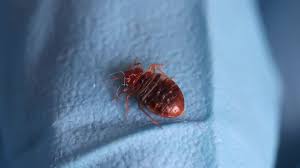 How To Tell The Difference Between A Bed Bug And A Roach - Quora