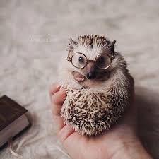 Adorable Little Creatures Cute Baby Animals Animals Hedgehog Pet