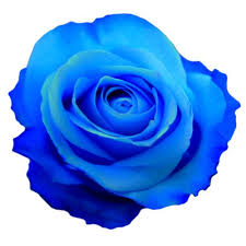 An Entry From Transparent Flowers Powered By Tumblr Com Flower Background Iphone Transparent Flowers Rose Flower Photos