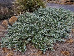 Image result for Scrophulariaceae