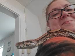 Where can I buy a boa constrictor?