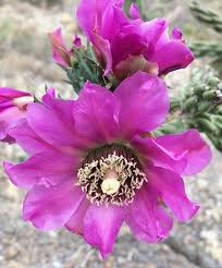 Orchid cactus cactus flower flower seeds beautiful flowers garden rare flowers exotic flowers cacti and succulents planting succulents #garden #rumahdesain #special 20 help make your garden special 00013 • rumahde… Foraging Texas Tree Cholla Cactus