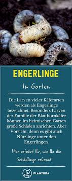 Maden Im Rasen Tipps Zur Bekampfung Plantura In 2020 Engerlinge Schadlinge Im Garten Obst
