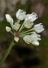 Wild Leek Allium Tricoccum Family Onion Alliaceae Habitat Damp Woods Height 6 To 18 Inches Flower Size 1 4 Inch Long In Spherical Clusters 1 1