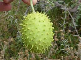 Image result for Cucumis africanus