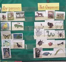 Zoology 1 Lessons 5 6 Oviparous Animals Egg