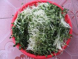 Image result for RAU MẦM CẢI XANH