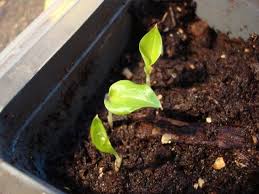 The selection of hot peppers available at the supermarket is very poor. How To Grow Cardamom From Grocery Store Cardamom Seeds Hunker Cardamom Plant Growing Food Grow Organic