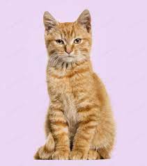 Ginger Cat Sitting Purple Background Photo By Lifeonwhite On Envato Elements Ginger Cats Cat Sitting Cats