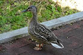 Laufenten im garten zaubern uns ein lächeln ins gesicht, wenn sie sich munter watschelnd auf die jagd nach schnecken. Enten Im Garten Foto Bild Tiere Wildlife Wild Lebende Vogel Bilder Auf Fotocommunity