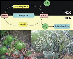 Growing cacti and other succulent plants can be an addictive pastime! Xerophytes Advanced Ck 12 Foundation