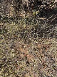 Image result for Eriochloa fatmensis