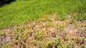 Mechanical, or manual, weed control techniques manage weed populations through physical methods that remove, injure, kill, or make the growing conditions unfavorable. Mugwort Weed Control Youtube