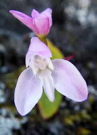 Image result for Disa roeperocharoides