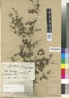 Image result for Tinnea rhodesiana