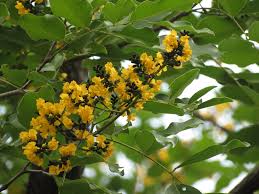 Image result for Pterocarpus