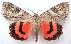 Image result for Catocala electa