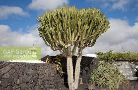 Image result for Euphorbia candelabrum