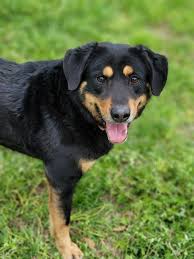 Most of the time rottweilers are surrendered, abandoned or rejected for reasons that they are in no way to be blamed. Dog For Adoption Texas A Border Collie Rottweiler Mix In Samson Al Petfinder