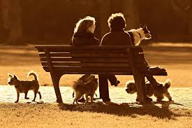 Pet boarding, daycare & grooming columbus, ohio. Best Columbus Ohio Dog Parks Pet Palace Resort