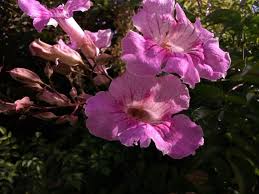 Image result for Podranea