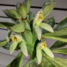 Image result for Monadenium pseudoracemosum