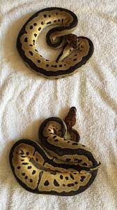 Clown Ball Pythons Pretty Snakes Pet Snake Ball Python
