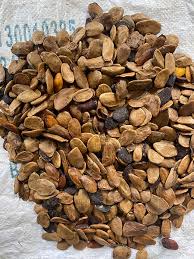 Image result for Picralima nitida