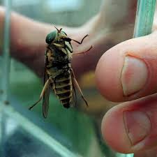 She thinks that the ambush bug's. It S Horsefly Season How To Spot And Treat Bites From Horseflies Chronicle Live