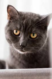 The black gene has mutated over the years. Germany Portrait Of Black British Shorthair Cat Looking Straight At Camera Stockphoto
